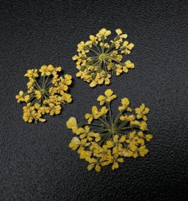 Сухоцветы 1675  «Любимые цветочки»